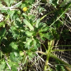 Ranunculus repens at Dry Plain, NSW - 17 Nov 2018