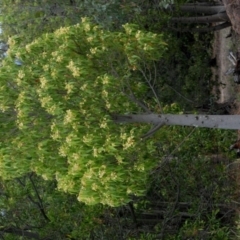 Brachychiton populneus subsp. populneus at Stromlo, ACT - 20 Nov 2018