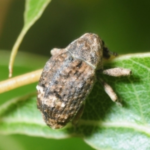 Tepperia sterculiae at Stromlo, ACT - 20 Nov 2018 04:58 PM