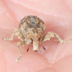 Tepperia sterculiae at Stromlo, ACT - 20 Nov 2018 04:58 PM