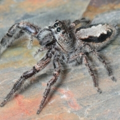 Sandalodes superbus (Ludicra Jumping Spider) at Molonglo River Reserve - 20 Nov 2018 by Harrisi