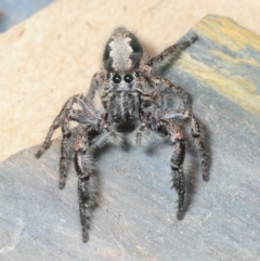 Sandalodes superbus at Molonglo River Reserve - 20 Nov 2018 09:28 PM