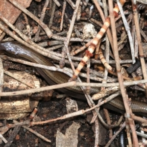 Hemiergis talbingoensis at Majura, ACT - 21 Nov 2018