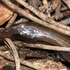 Hemiergis talbingoensis at Majura, ACT - 21 Nov 2018 02:24 PM