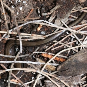 Hemiergis talbingoensis at Majura, ACT - 21 Nov 2018