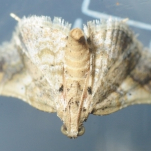 Scenedra decoratalis at Belconnen, ACT - 20 Nov 2018