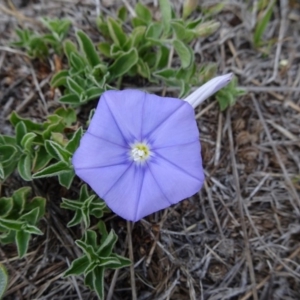 Convolvulus sabatius at Cooma, NSW - 17 Nov 2018