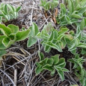 Convolvulus sabatius at Cooma, NSW - 17 Nov 2018 09:49 AM