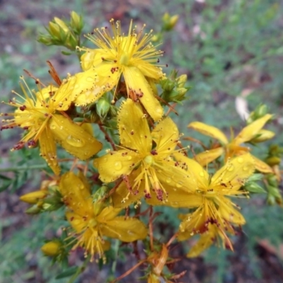 Hypericum perforatum (St John's Wort) at Deakin, ACT - 22 Nov 2018 by RodDeb