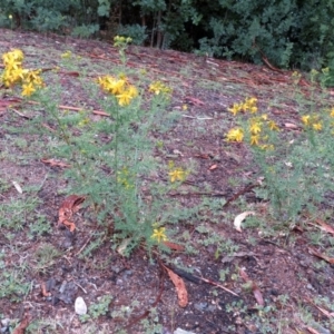 Hypericum perforatum at Deakin, ACT - 22 Nov 2018