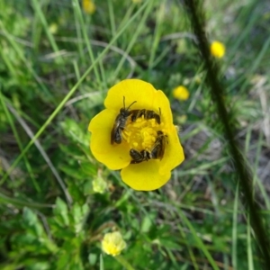 Lasioglossum (Chilalictus) sp. (genus & subgenus) at Dry Plain, NSW - 17 Nov 2018