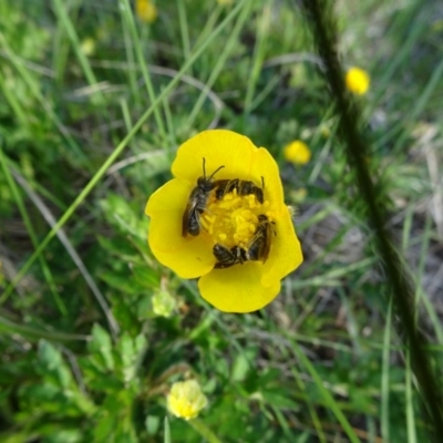 Lasioglossum (Chilalictus) sp. (genus & subgenus) (Halictid bee) at Dry Plain, NSW - 17 Nov 2018 by JanetRussell