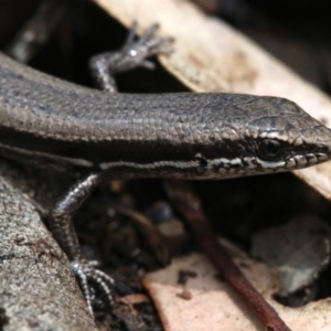 Morethia boulengeri at Majura, ACT - 21 Nov 2018 12:19 PM