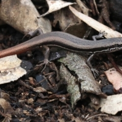 Morethia boulengeri at Majura, ACT - 21 Nov 2018 12:19 PM