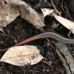 Morethia boulengeri at Majura, ACT - 21 Nov 2018 12:19 PM