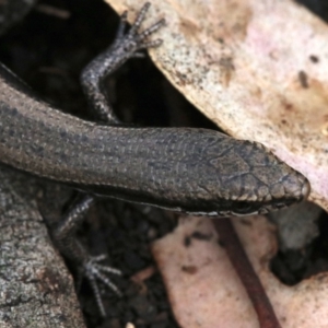 Morethia boulengeri at Majura, ACT - 21 Nov 2018 12:19 PM