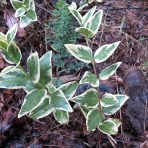 Vinca major at Deakin, ACT - 22 Nov 2018 06:15 PM