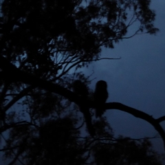 Podargus strigoides at Hughes, ACT - 22 Nov 2018 08:29 PM