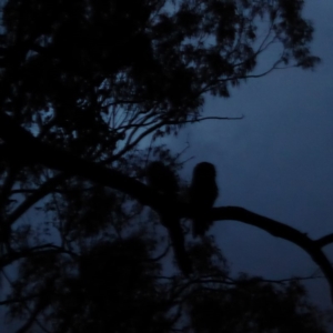 Podargus strigoides at Hughes, ACT - 22 Nov 2018 08:29 PM