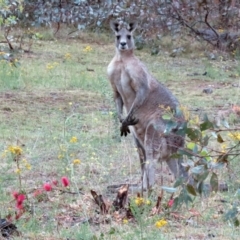 Macropus giganteus (Eastern Grey Kangaroo) at Deakin, ACT - 22 Nov 2018 by RodDeb