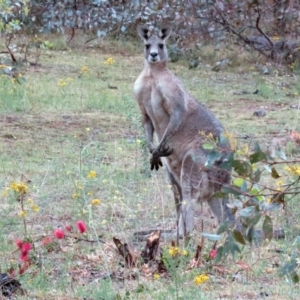 Macropus giganteus at Deakin, ACT - 22 Nov 2018 06:10 PM