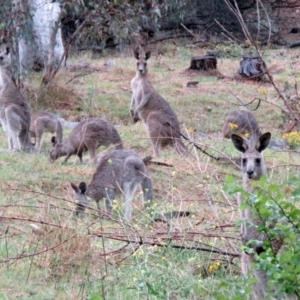 Macropus giganteus at Deakin, ACT - 22 Nov 2018 06:10 PM