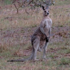 Macropus giganteus at Deakin, ACT - 22 Nov 2018 06:10 PM