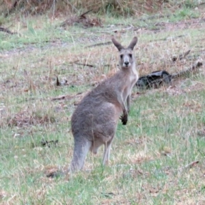 Macropus giganteus at Deakin, ACT - 22 Nov 2018