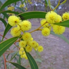 Acacia pycnantha (Golden Wattle) at Molonglo Valley, ACT - 4 Oct 2018 by galah681