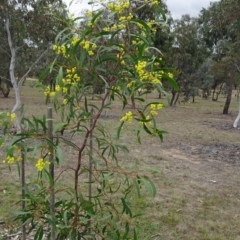 Acacia pycnantha at Molonglo Valley, ACT - 4 Oct 2018