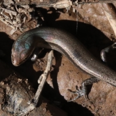 Lampropholis delicata (Delicate Skink) at Majura, ACT - 21 Nov 2018 by jbromilow50