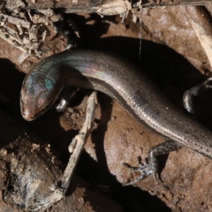 Lampropholis delicata at Majura, ACT - 21 Nov 2018