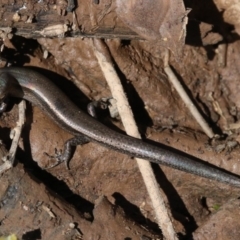 Lampropholis delicata at Majura, ACT - 21 Nov 2018