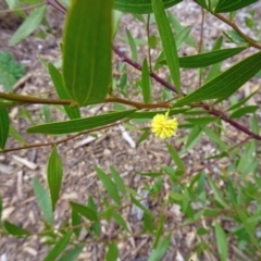 Acacia verniciflua (Varnish Wattle) at Molonglo Valley, ACT - 4 Oct 2018 by galah681