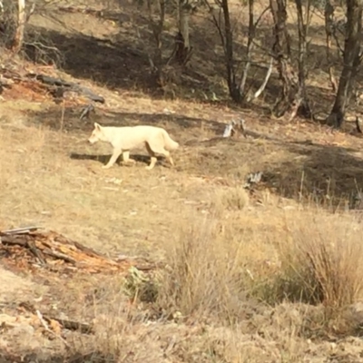 Canis lupus (Dingo / Wild Dog) at Namadgi National Park - 20 Aug 2018 by ChrisHolder