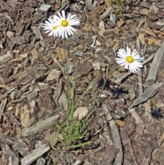 Brachyscome dentata (Lobe-Seed Daisy) at Molonglo Valley, ACT - 30 Nov 2017 by galah681