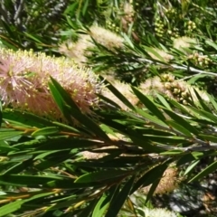 Callistemon sieberi (River Bottlebrush) at Sth Tablelands Ecosystem Park - 30 Nov 2017 by galah681