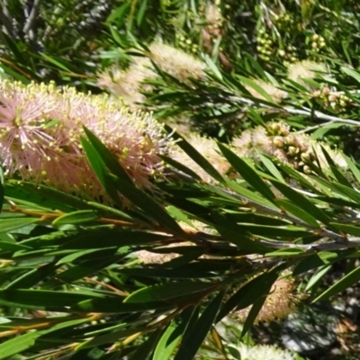 Callistemon sieberi (River Bottlebrush) at Molonglo Valley, ACT - 30 Nov 2017 by galah681