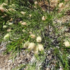 Callistemon sieberi at Molonglo Valley, ACT - 30 Nov 2017 11:30 AM