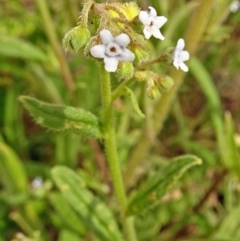 Cynoglossum australe (Australian Forget-me-not) at Molonglo Valley, ACT - 28 Dec 2017 by galah681