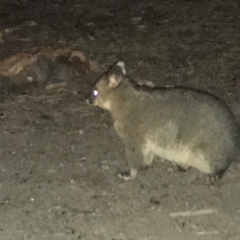 Trichosurus vulpecula (Common Brushtail Possum) at Namadgi National Park - 24 Apr 2018 by ChrisHolder