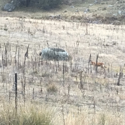 Canis lupus (Dingo / Wild Dog) at Namadgi National Park - 10 May 2018 by ChrisHolder