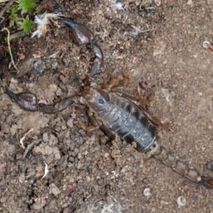 Urodacus manicatus at Majura, ACT - 21 Nov 2018 02:49 PM