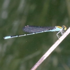 Pseudagrion aureofrons (Gold-fronted Riverdamsel) at Campbell, ACT - 19 Nov 2018 by jbromilow50