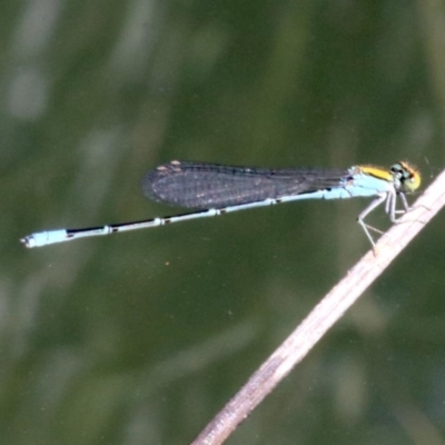 Pseudagrion aureofrons (Gold-fronted Riverdamsel) at Campbell, ACT - 19 Nov 2018 by jb2602