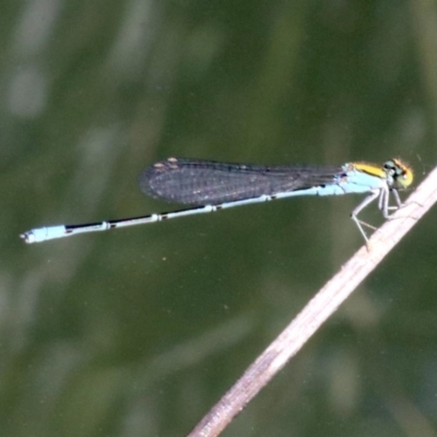 Pseudagrion aureofrons (Gold-fronted Riverdamsel) at Jerrabomberra Wetlands - 19 Nov 2018 by jb2602