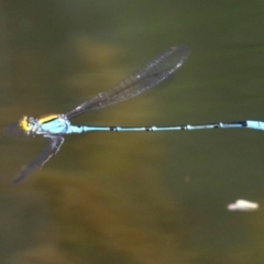 Pseudagrion aureofrons at Campbell, ACT - 19 Nov 2018 04:15 PM