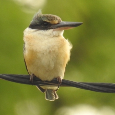 Todiramphus sanctus (Sacred Kingfisher) at Kambah, ACT - 22 Nov 2018 by HelenCross