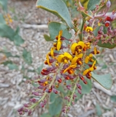 Daviesia latifolia (Hop Bitter-Pea) at Molonglo Valley, ACT - 4 Oct 2018 by galah681