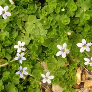 Lobelia pedunculata at Molonglo Valley, ACT - 28 Dec 2017 09:47 AM